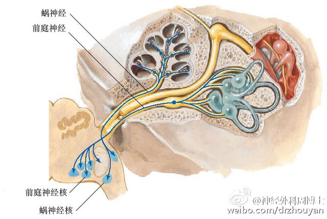 我为什么会“晕”？ “了解眩晕”是正确认识“眩晕”的重要开始