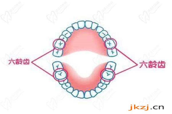牙龄中的六龄齿