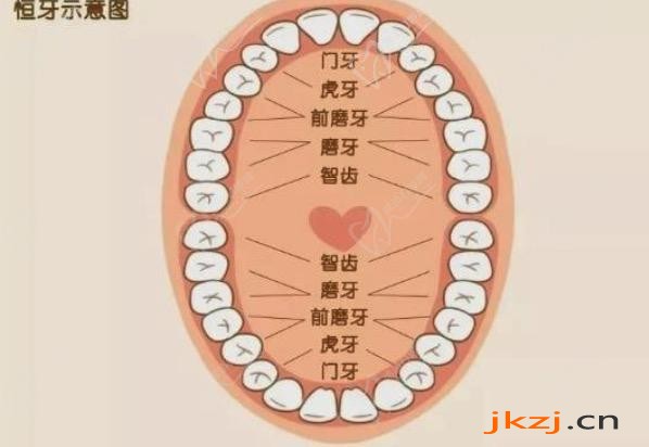 长出来的新牙为什么是斜的?