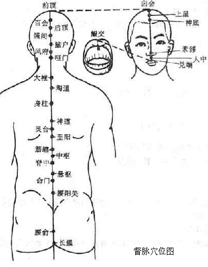 督脉的循行及其生理功能