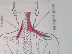 除皱瘦脸瘦肩肌优缺点及注意事项