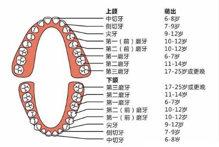 换牙时间