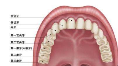 牙齿名称图