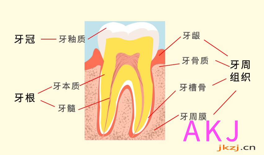 牙齿介绍