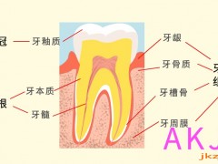 为什么会在牙龈上多长了颗虎牙