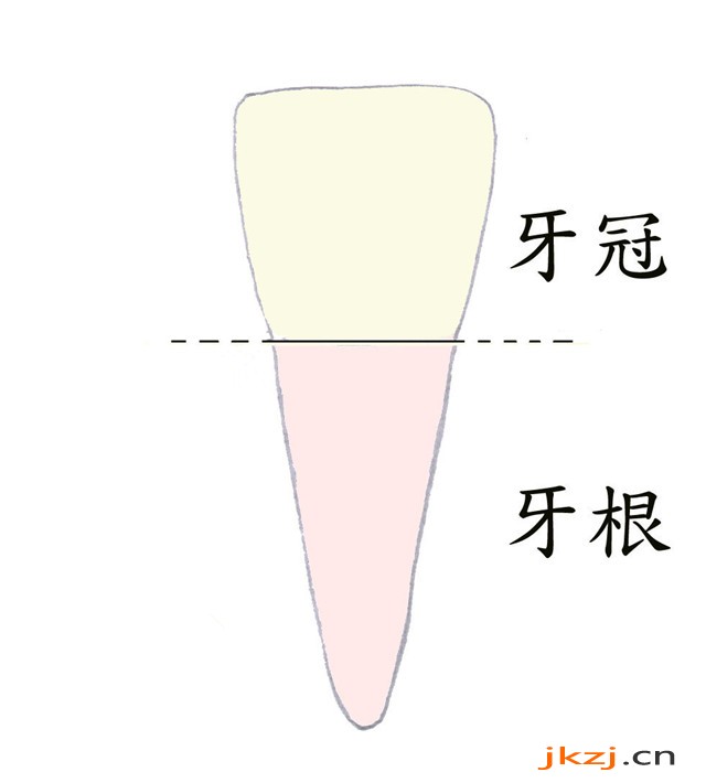 牙冠和牙根