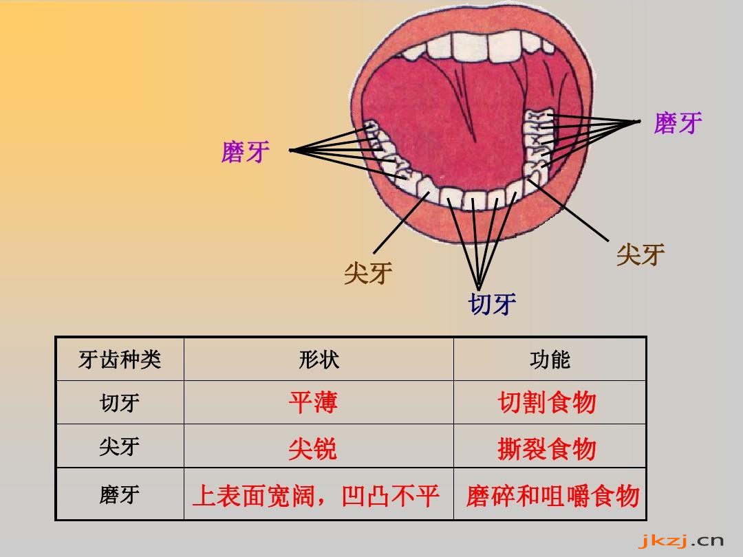 牙齿功能和作用