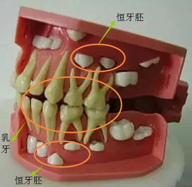 换牙时期示意图