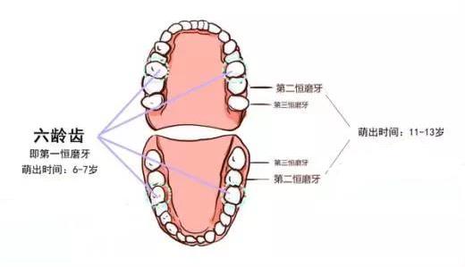 牙齿