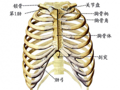 正常人仰卧位胸廓侧面图片