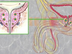 老年男性前列腺体积不大，正常？